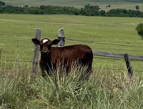 Calf in a field by a fence