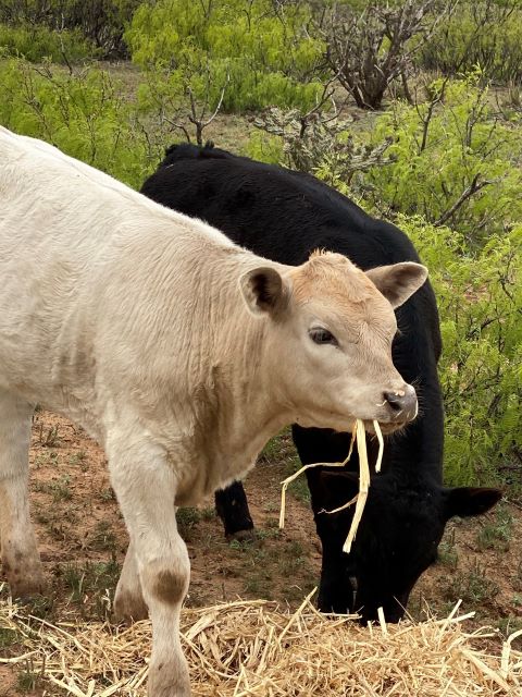 calves eating hay